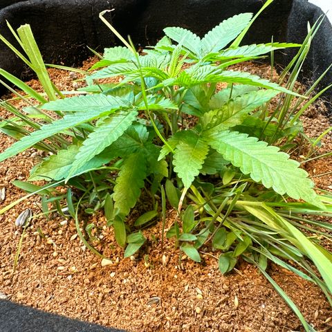 BADAZZ  growlog timeline photo