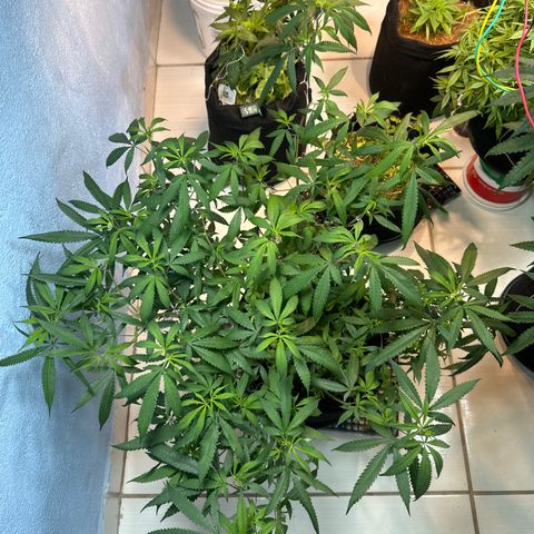 PURPLE GHOST CANDY #3 growlog timeline photo