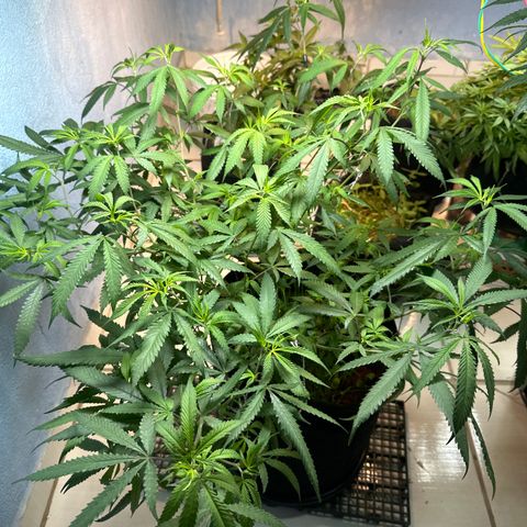 PURPLE GHOST CANDY #3 growlog timeline photo