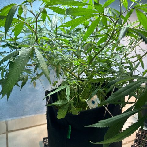 PURPLE GHOST CANDY #3 growlog timeline photo