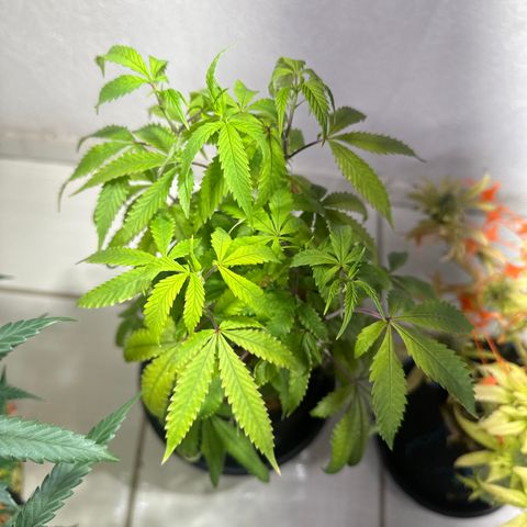 Doctor Seedsman CBD 30:1 growlog timeline photo
