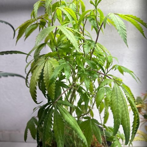 Doctor Seedsman CBD 30:1 growlog timeline photo