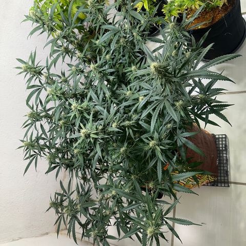 LEMON CHELLO growlog timeline photo
