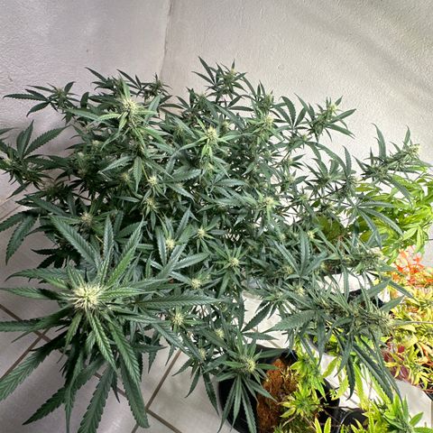 LEMON CHELLO growlog timeline photo