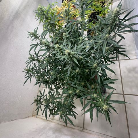 LEMON CHELLO growlog timeline photo