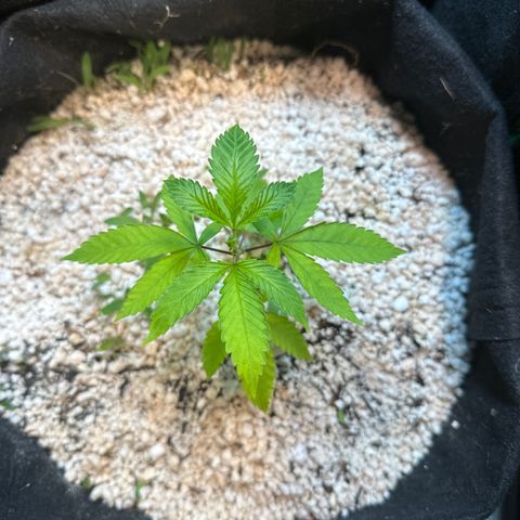 Icer  growlog timeline photo