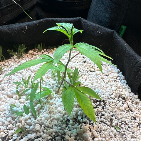 Icer  growlog timeline photo