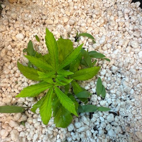 Red red wine  growlog timeline photo
