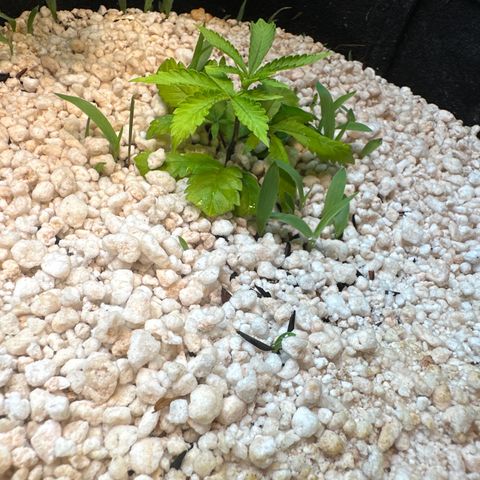 Red red wine  growlog timeline photo
