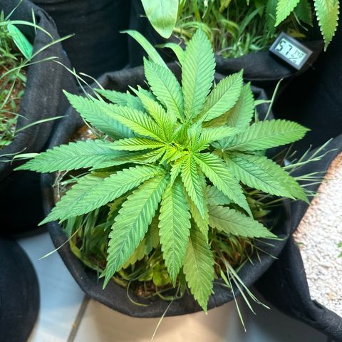 BADAZZ  growlog timeline photo