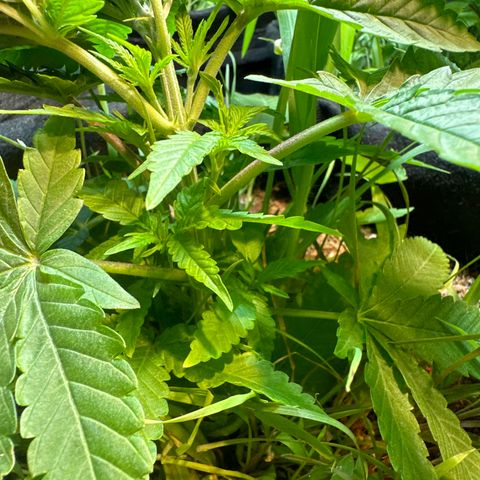 BADAZZ  growlog timeline photo