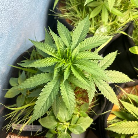 GELATO OG  growlog timeline photo