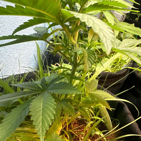 GELATO OG  growlog timeline photo
