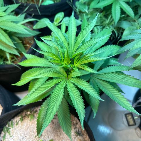 PURPLE #4  growlog timeline photo