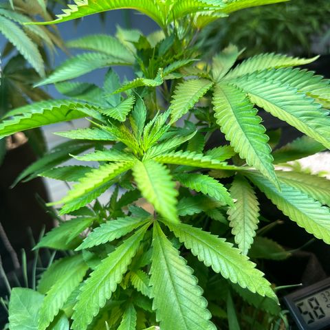PURPLE #4  growlog timeline photo