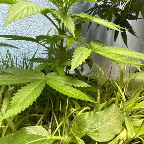 Do-si-dos growlog timeline photo