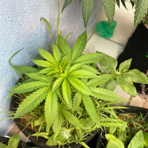 Do-si-dos growlog timeline photo