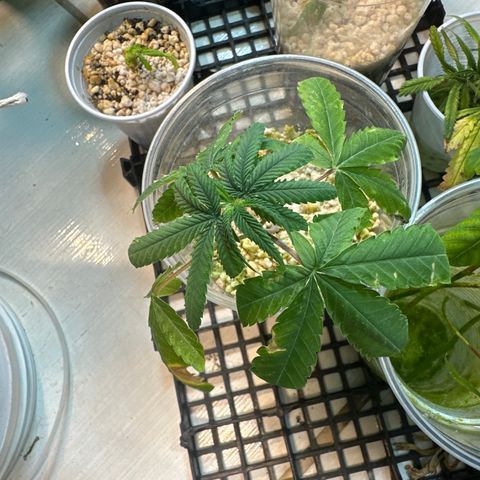 ELI #2 growlog timeline photo