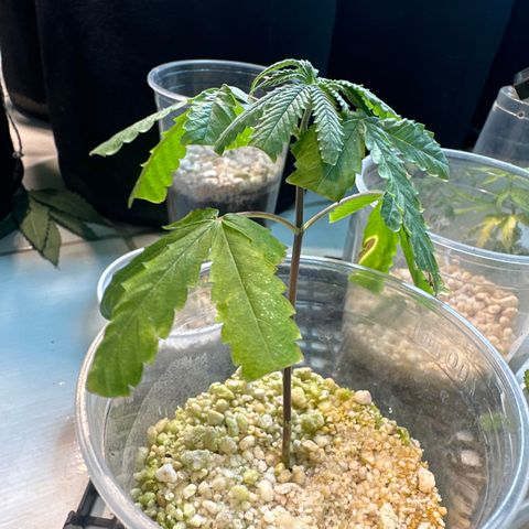 ELI #2 growlog timeline photo