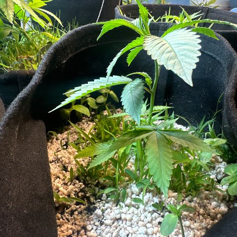 Icer  growlog timeline photo