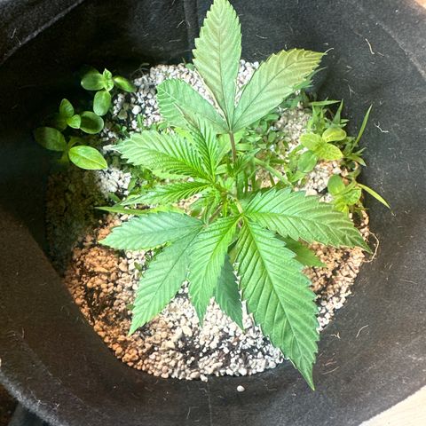 Icer  growlog timeline photo