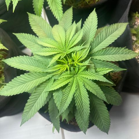 BADAZZ  growlog timeline photo
