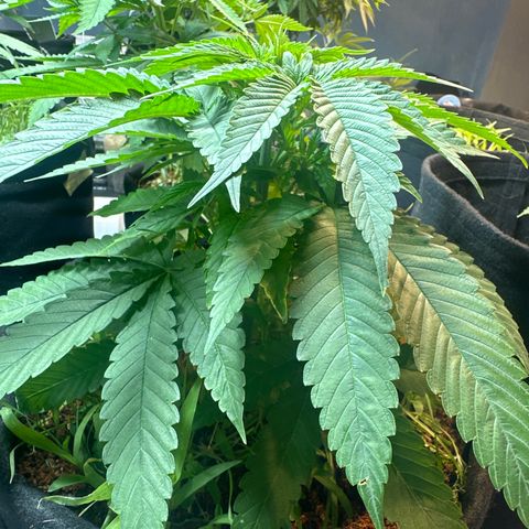BADAZZ  growlog timeline photo