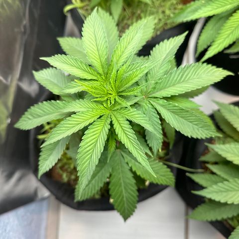 GELATO OG  growlog timeline photo