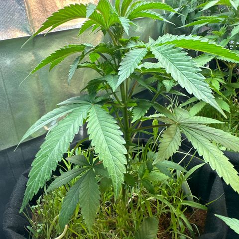 GELATO OG  growlog timeline photo
