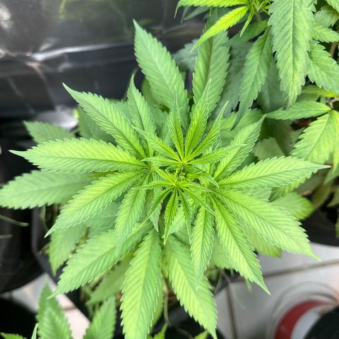Do-si-dos growlog timeline photo