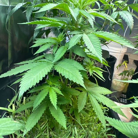 Do-si-dos growlog timeline photo
