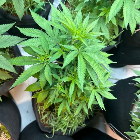 PURPLE #4  growlog timeline photo