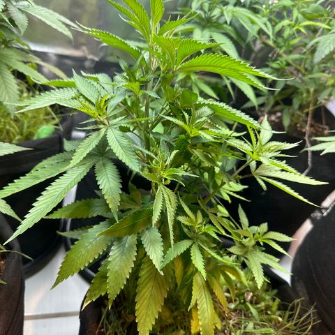 PURPLE #4  growlog timeline photo