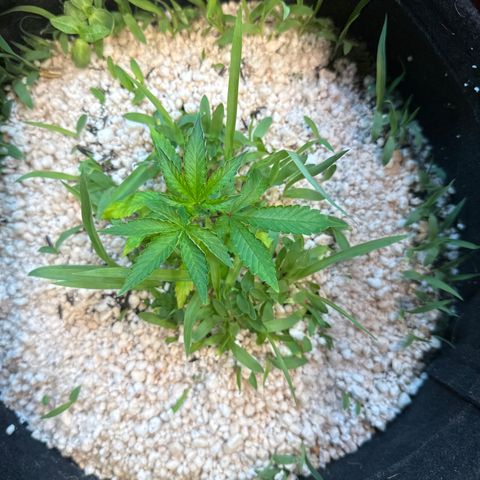 Red red wine  growlog timeline photo