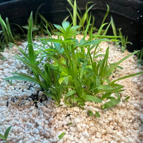 Red red wine  growlog timeline photo