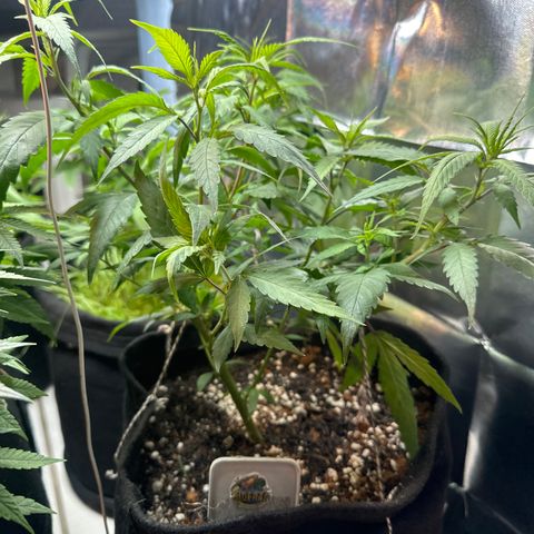 SIDERAL # growlog timeline photo