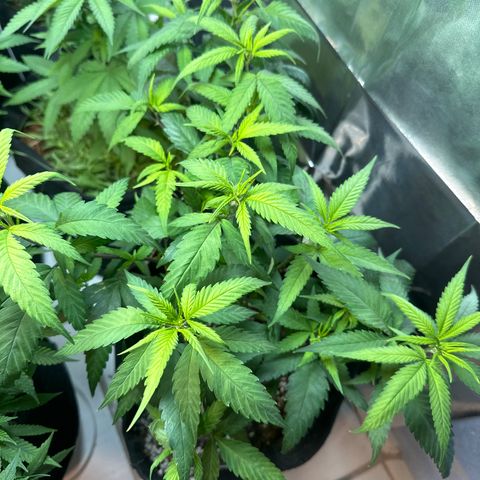 SIDERAL # growlog timeline photo