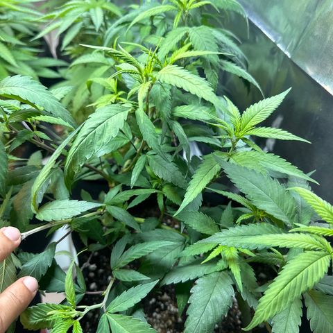 SIDERAL # growlog timeline photo