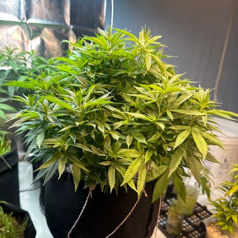 BANANA BISCOTT  growlog timeline photo