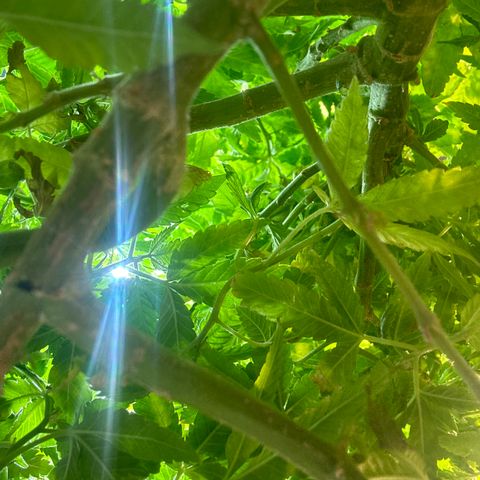 BANANA BISCOTT  growlog timeline photo