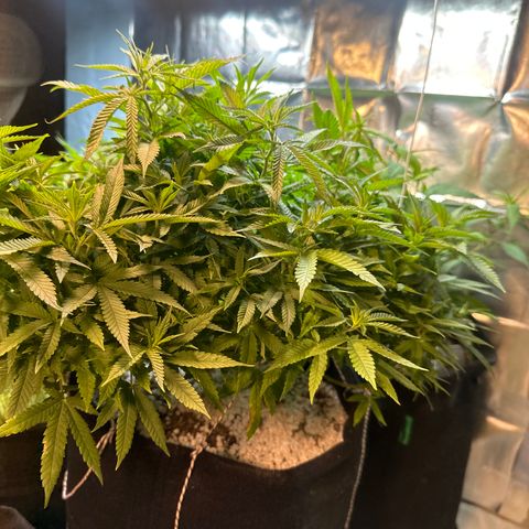 BANANA BISCOTT  growlog timeline photo