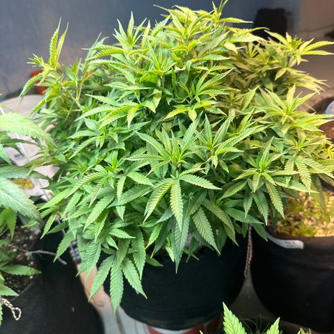 BANANA BISCOTT  growlog timeline photo