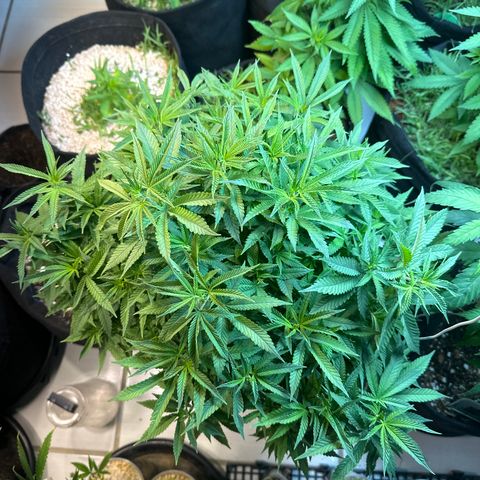 BANANA BISCOTT  growlog timeline photo