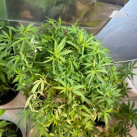 BANANA BISCOTT  growlog timeline photo