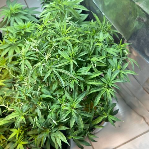 BANANA BISCOTT  growlog timeline photo