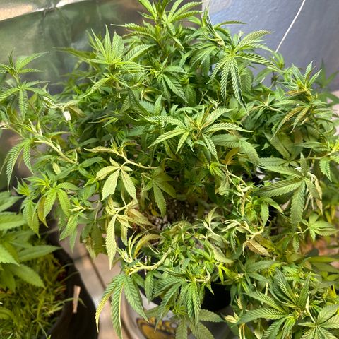 BANANA BISCOTT  growlog timeline photo