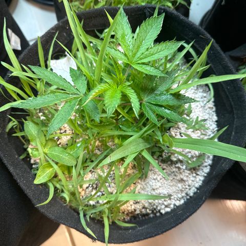 Red red wine  growlog timeline photo