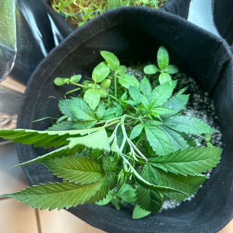 Icer  growlog timeline photo