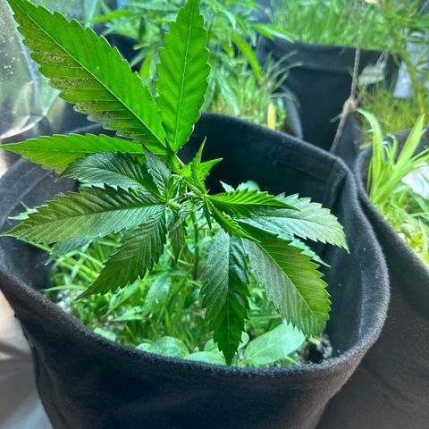 Icer  growlog timeline photo