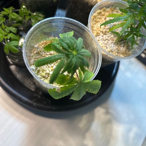ELI #2 growlog timeline photo